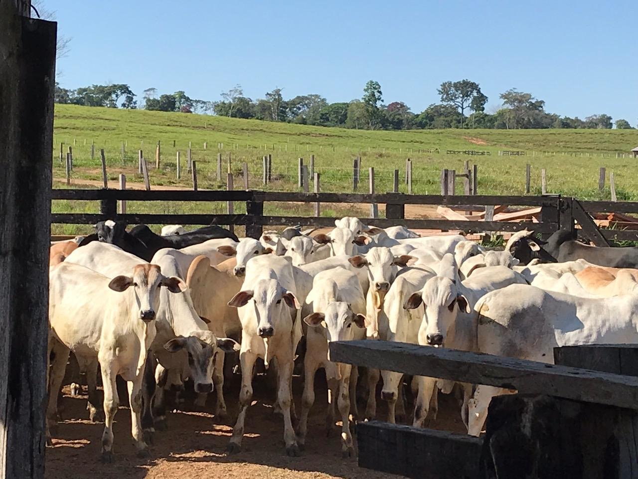Fazenda 31